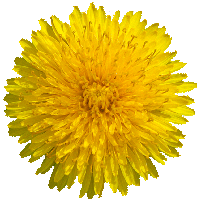dandelion rotating 360 degrees