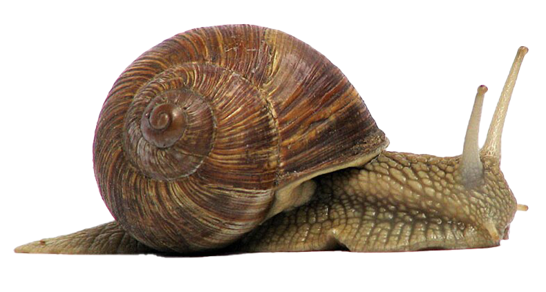 brown snail